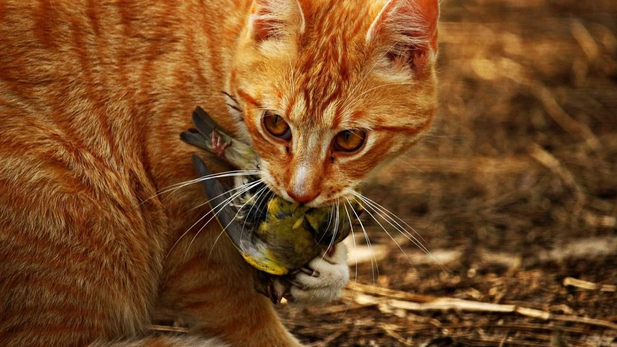 I gatti hanno un impatto ecologico devastante: uccidono oltre 2.000 specie, vanno tenuti a casa