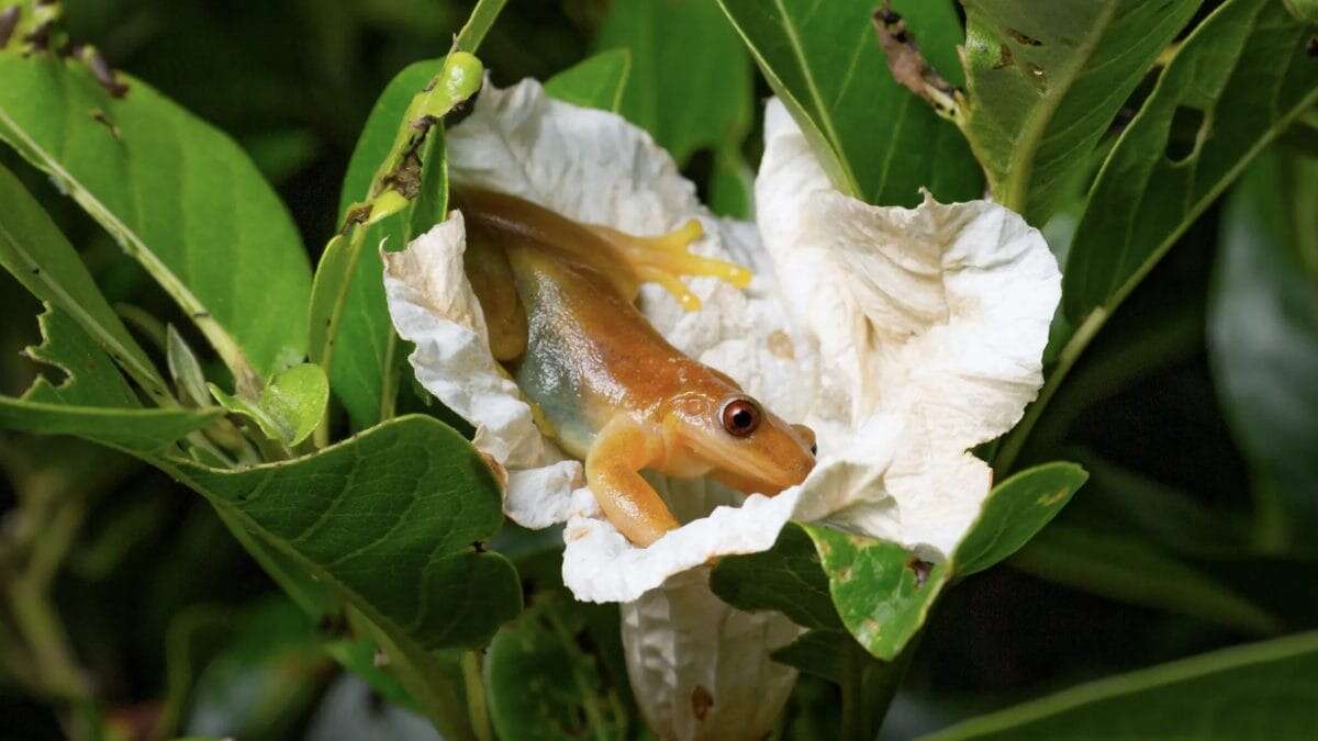 La strana storia della rana che impollina i fiori al posto delle api: “Non è mai successo prima”