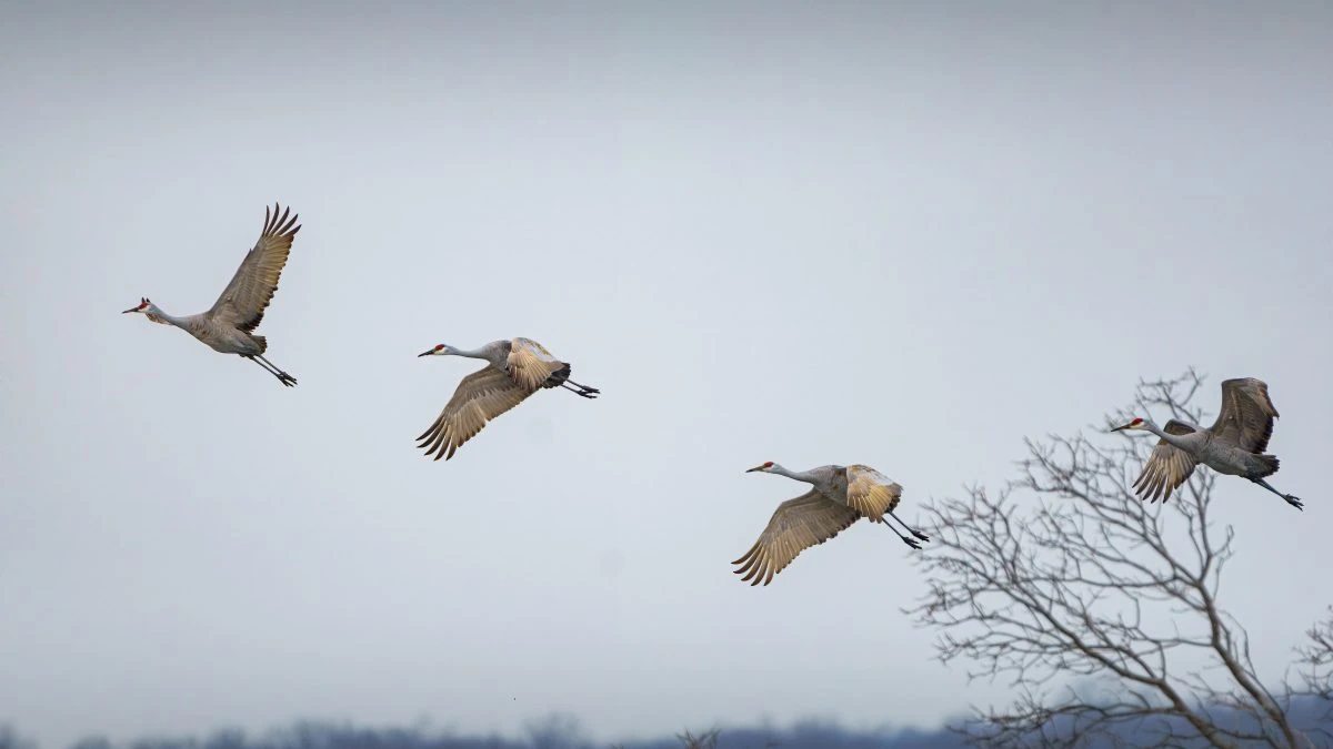 Tutte queste specie migratorie sono rischio estinzione: la colpa è dell’uomo