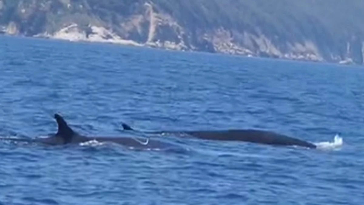 Coppia di balenottere nuota innanzi all’isola d’Elba: le meravigliose immagini dei “soffi”