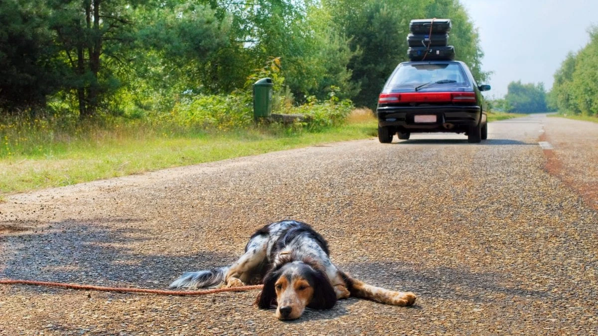 Quanti sono gli animali abbandonati in Italia, LAV a Fanpage.it: “Non succede solo d’estate”