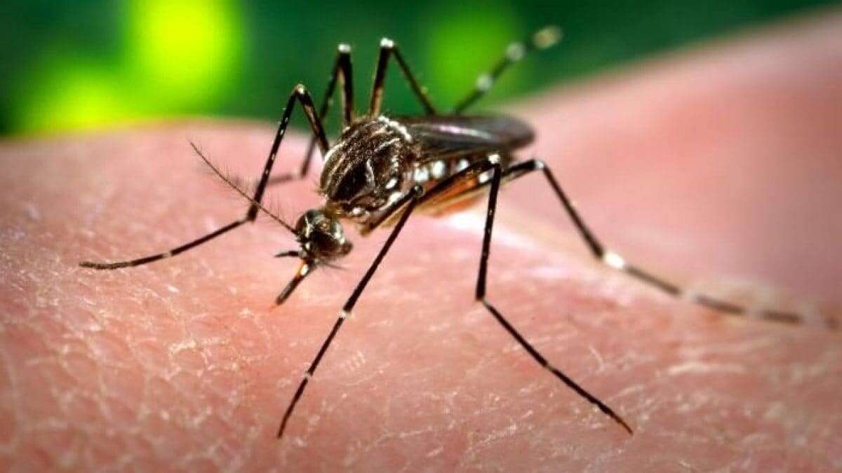 Metà popolazione mondiale a rischio febbre Dengue: cos’è, come si trasmette e quali sono i sintomi