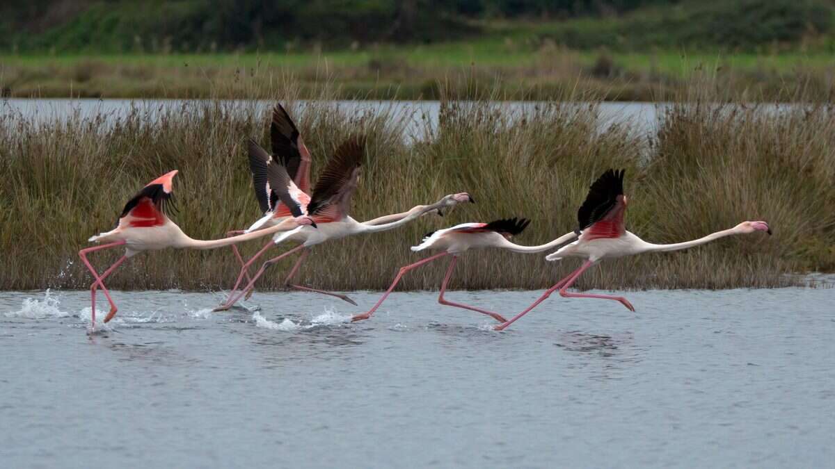 Siccità, i fenicotteri rosa del Parco Natura Viva hanno deposto meno della metà delle uova