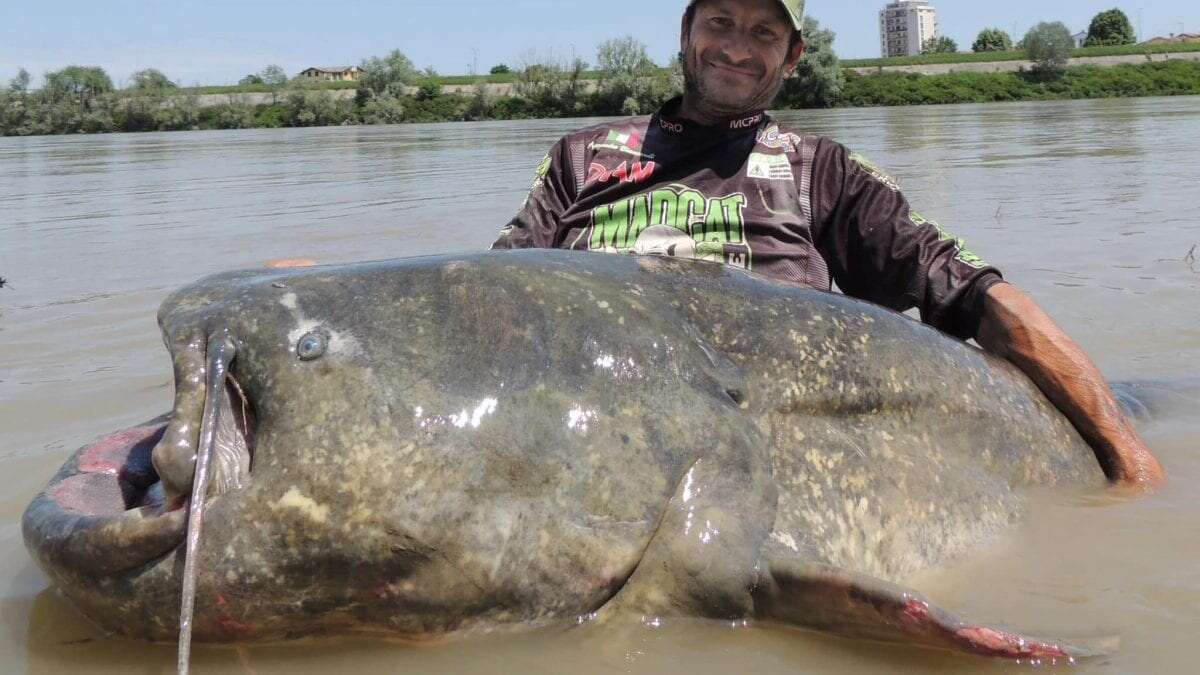 Gigantesco pesce siluro di quasi 3 metri pescato (e poi rilasciato) nel Po: è record del mondo