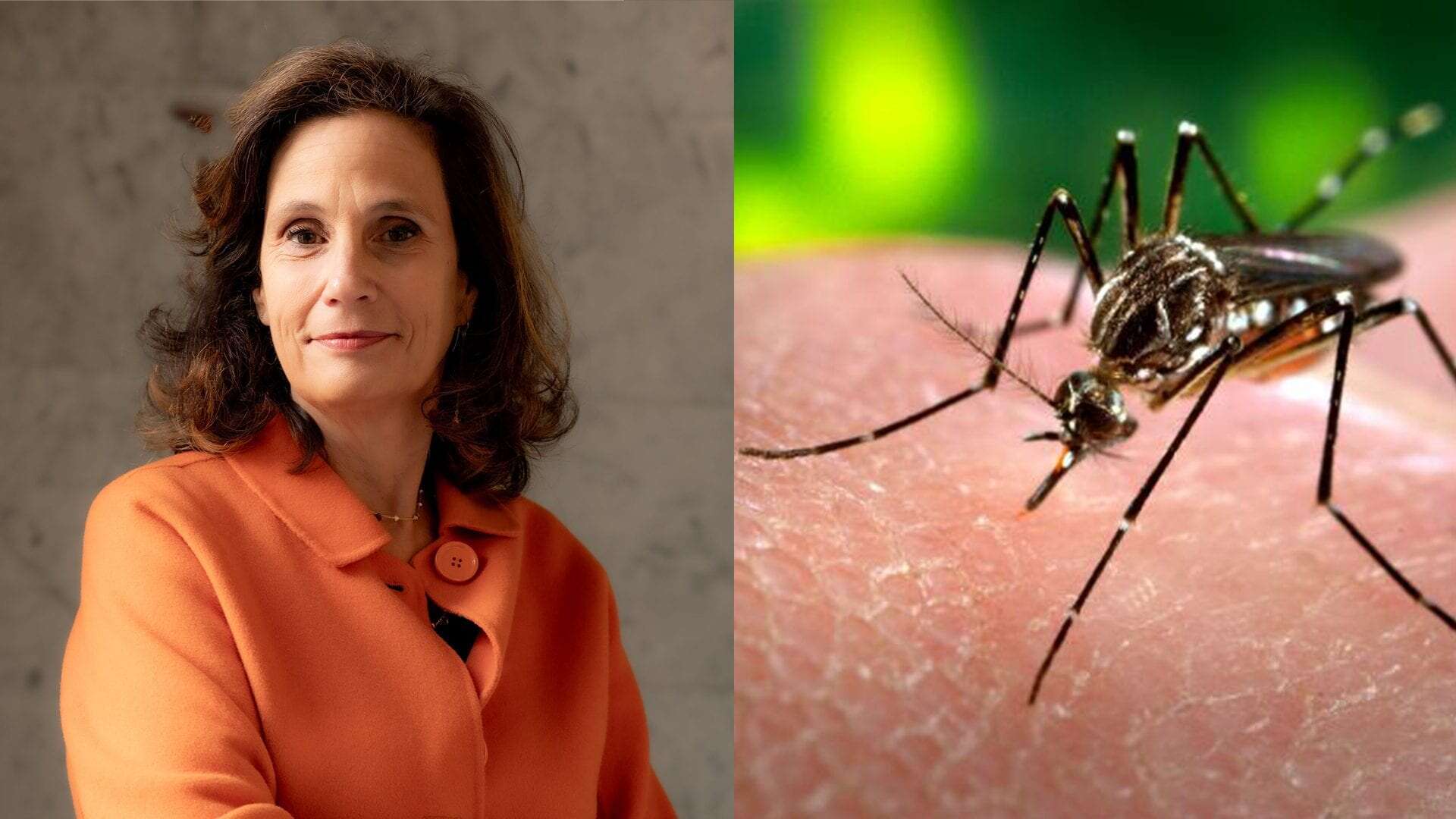 Boom di Dengue in Brasile, virologa Ilaria Capua spiega rischi per l’Italia e prevenzione