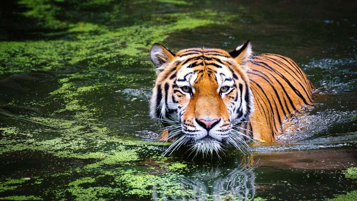 La metà degli animali della Terra rischia l’estinzione a causa dell’uomo: è peggio del previsto