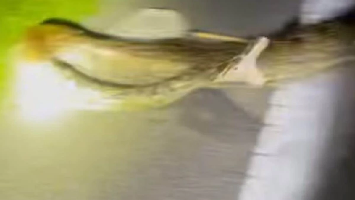 Gigantesco serpente di quasi 6 metri catturato da un cacciatore in Florida