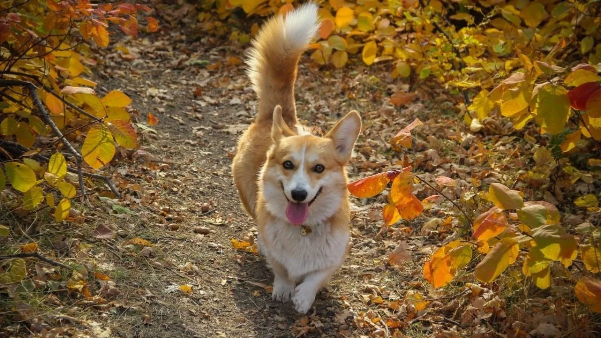 Perché i cani scodinzolano e come è nato questo affascinante linguaggio rituale: lo studio italiano