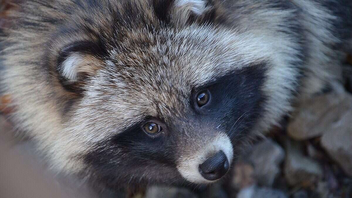 La pandemia di Covid sarebbe partita dai cani procioni venduti illegalmente al mercato di Wuhan