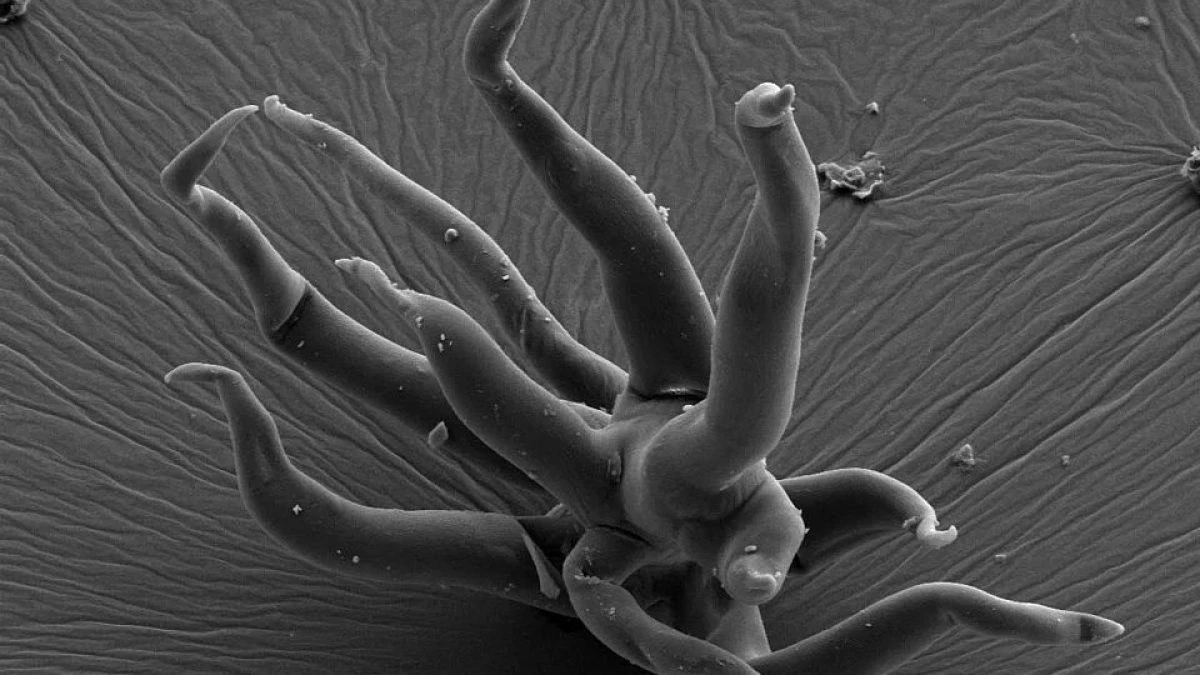I più antichi micro-fossili 3D scoperti in Ucraina: sono misteriose creature di 1,5 miliardi di anni
