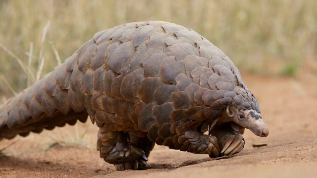 Perché il pangolino è uno degli animali più richiesti nel mercato illegale: il mammifero con le squame
