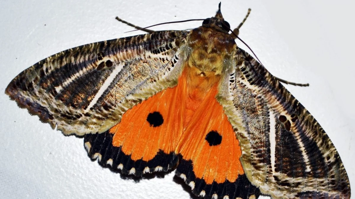 Decidono di contare tutte le specie presenti in casa ma fanno una grossa scoperta