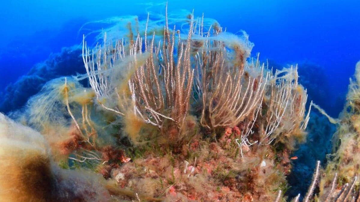 Morie di massa, necrosi e specie aliene: il caldo estremo distrugge i fondali del Mediterraneo