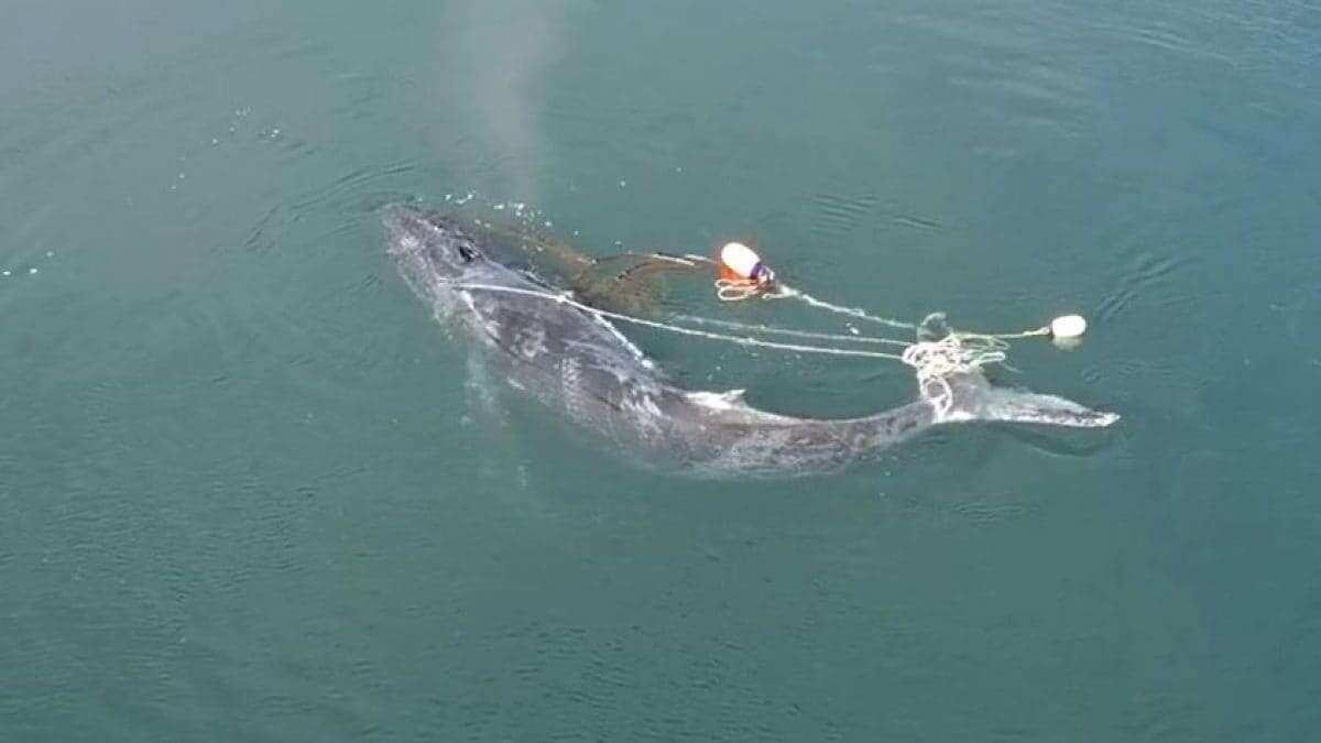 Megattera impigliata in una nassa per granchi da 165 kg: salvata con un intervento spettacolare