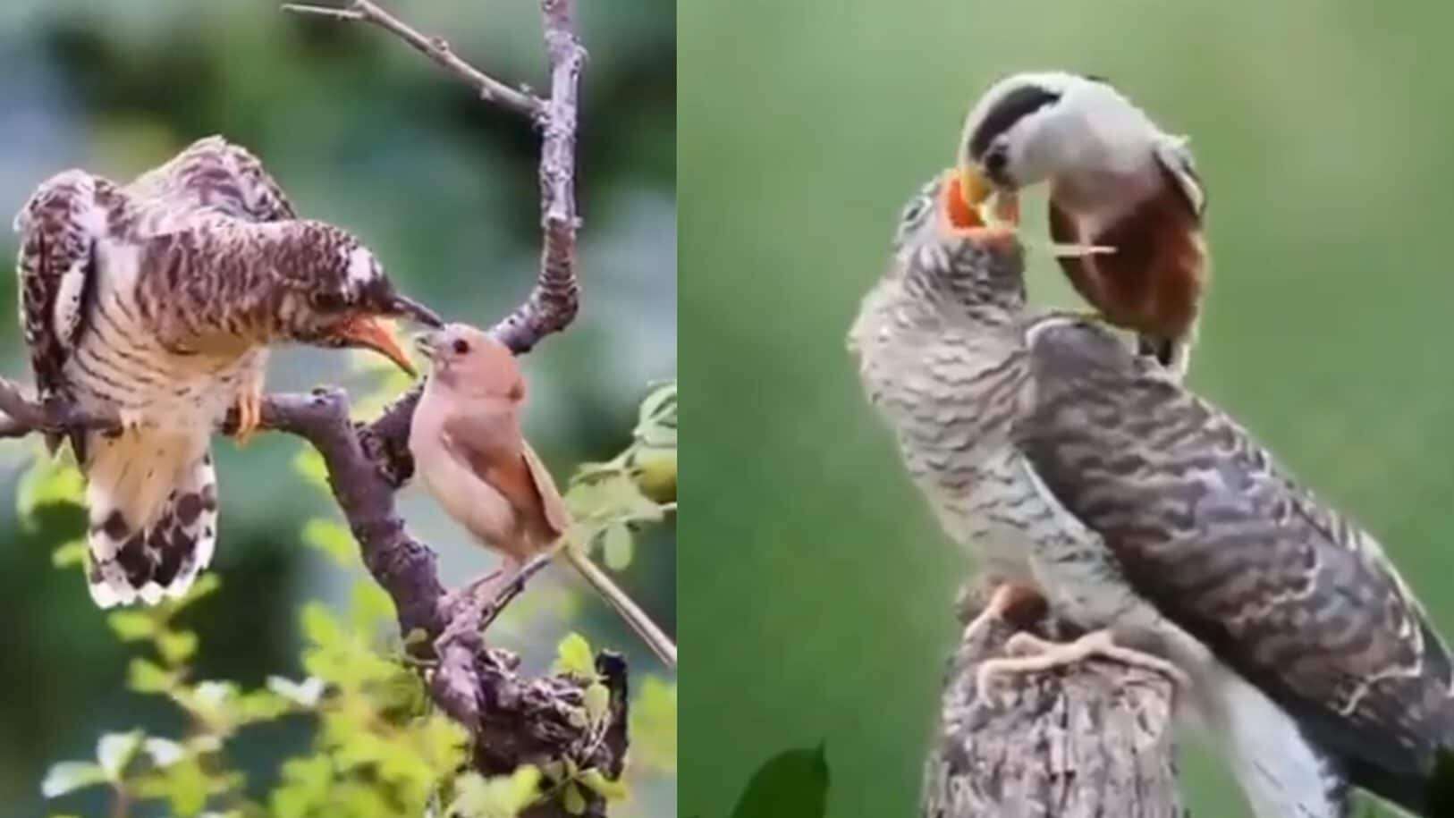 Gli uccelli giovani non nutrono gli anziani per aiutarli: la spiegazione “spietata” del video virale