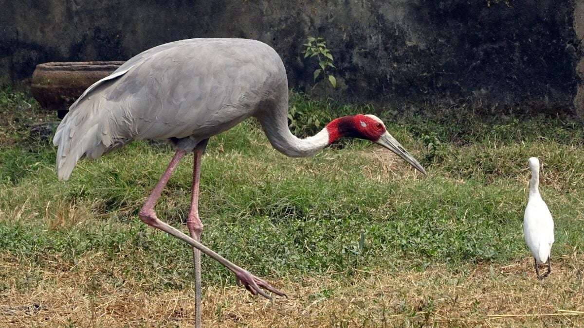 Uomo salva e alleva una gru selvatica nel suo terreno: confiscata dai forestali (ed è giusto così)