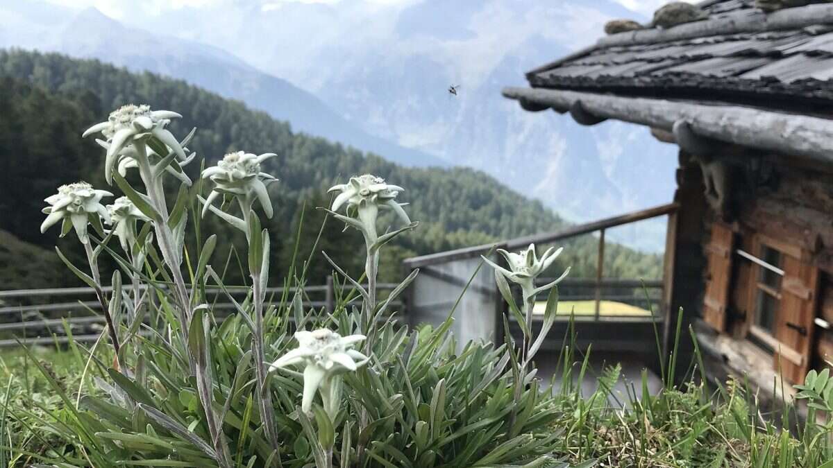 Piante alpine braccate dal caldo: molte migrano più in alto, ma la montagna prima o poi finirà