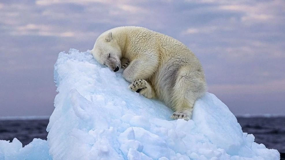 La commovente foto dell’orso polare cullato da un iceberg è il simbolo del dominio umano sul pianeta