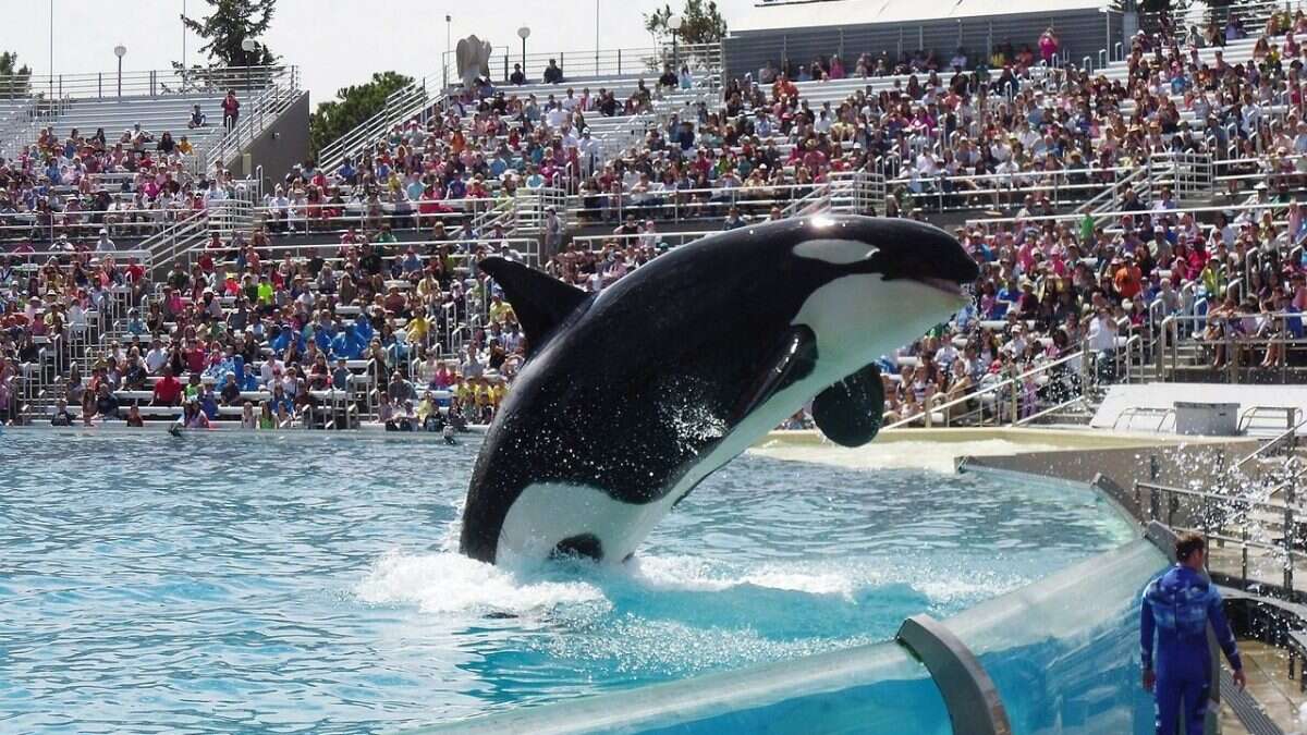 Dopo 50 anni di prigionia l’orca Lolita sarà finalmente liberata in un santuario nell’oceano