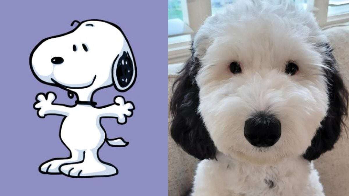 Questo cane è identico a Snoopy ma la storia dietro al suo incrocio è inquietante