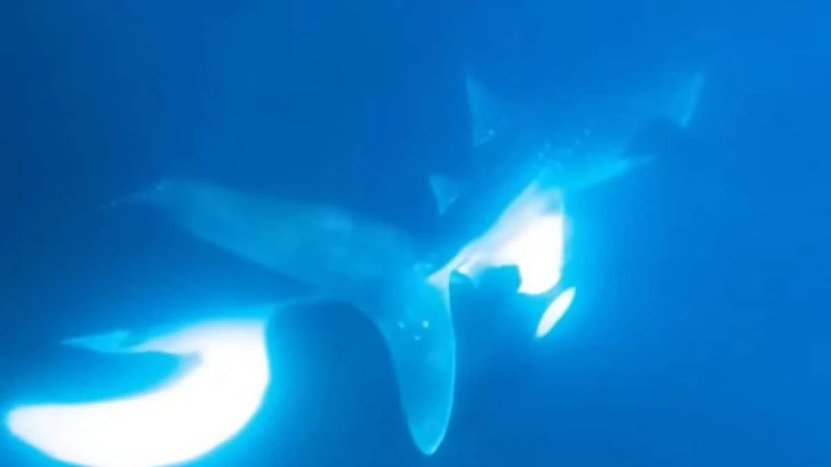 Orca attacca uno squalo balena e ne divora il fegato: le drammatiche immagini riprese da un sub