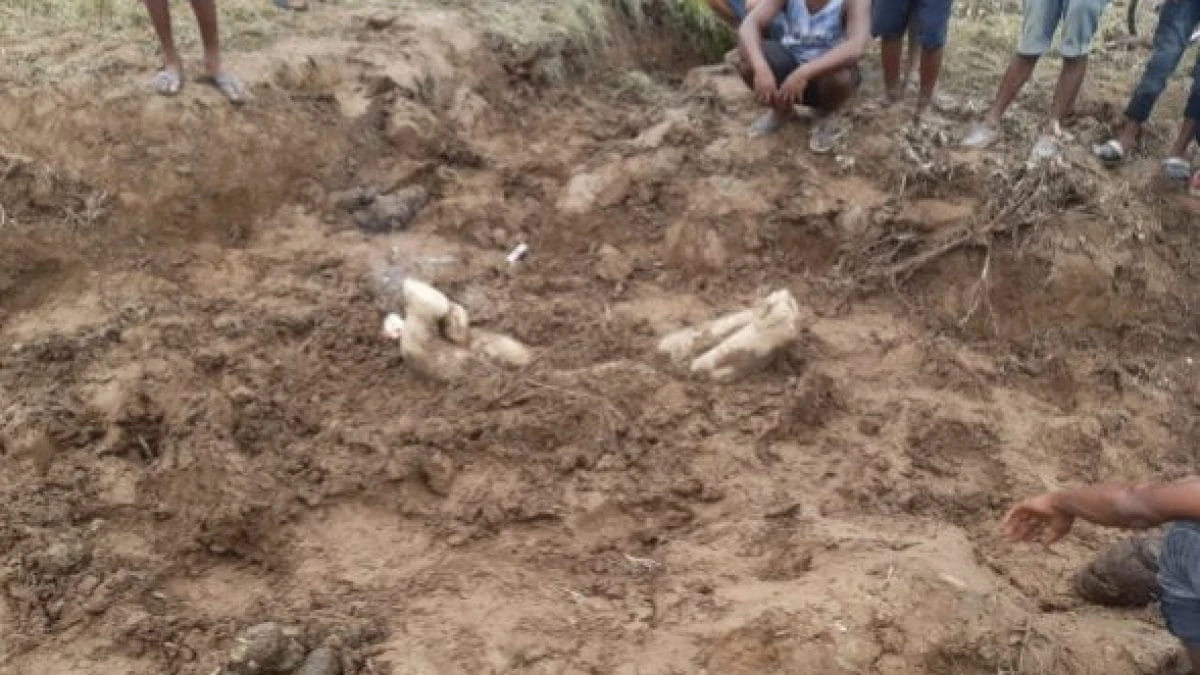 Gli elefanti seppelliscono i piccoli morti e li piangono: commovente rito funebre visto in India