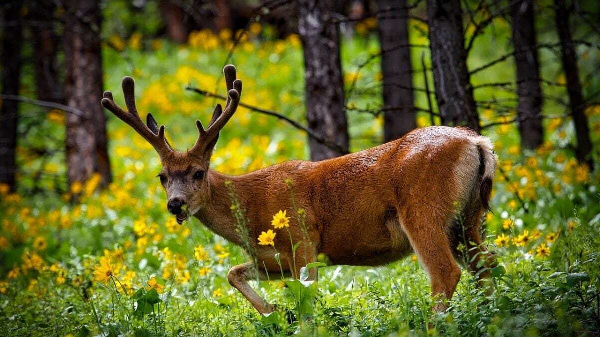 Primo caso di “malattia del cervo zombie” nello Yellowstone: cos’è, sintomi e come si trasmette