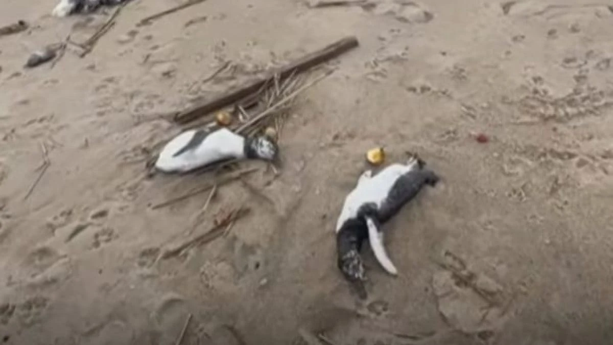 Migliaia di pinguini trovati morti in Uruguay: crisi climatica e pesca eccessiva possibili cause