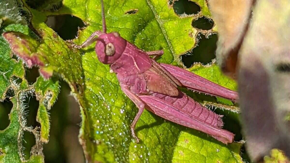 Avvistata una rara cavalletta rosa in Galles: com’è possibile