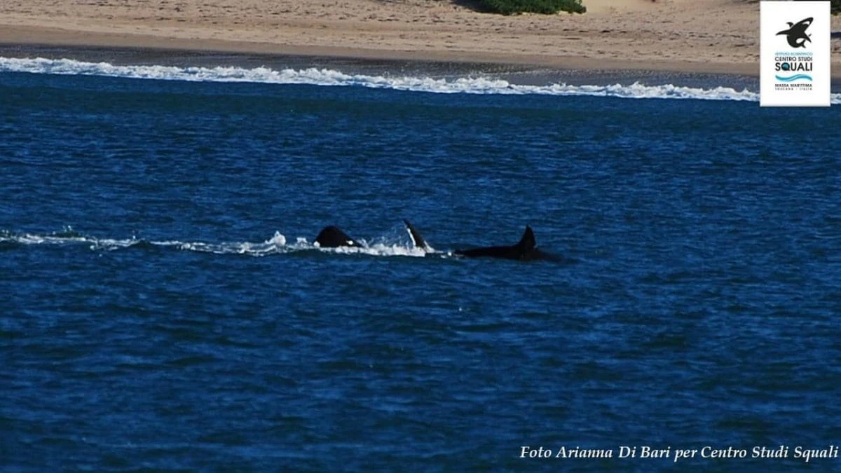 Orca attacca e uccide uno squalo bianco: le immagini della predazione che preoccupa gli esperti