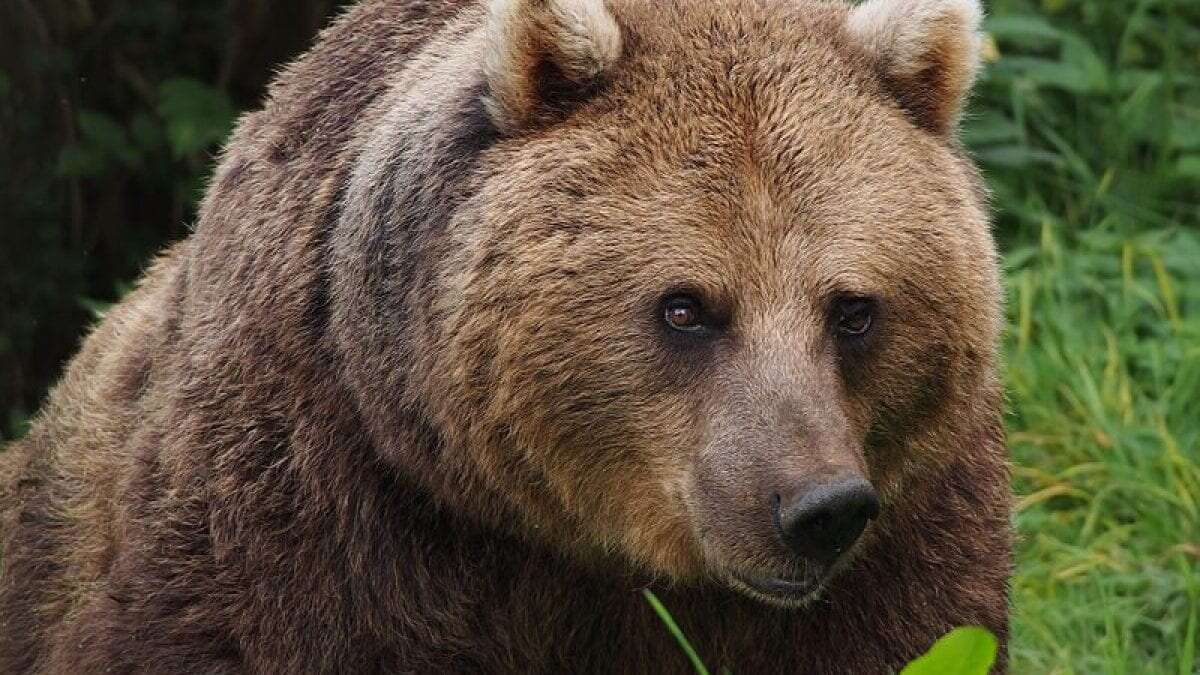 Tutto quello che dovete fare quando incontrate un orso in Italia