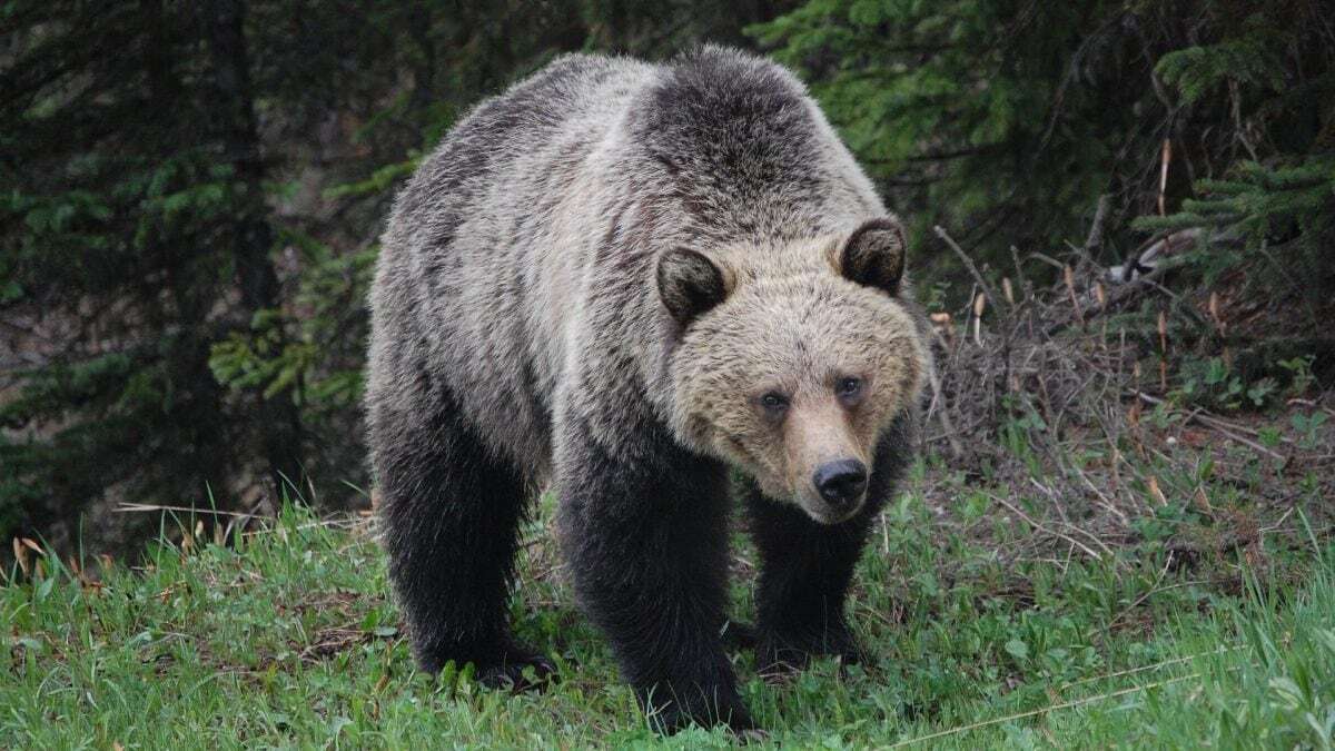 Primo ok allo spray anti orso dal Viminale: come funziona e quando va usato