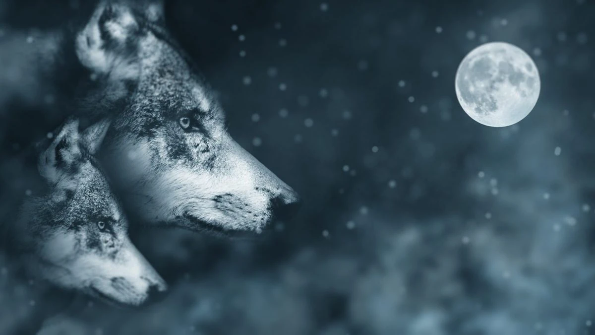 Brilla la Luna Piena del Lupo oggi 25 gennaio 2024, a che ora vederla e perché si chiama così