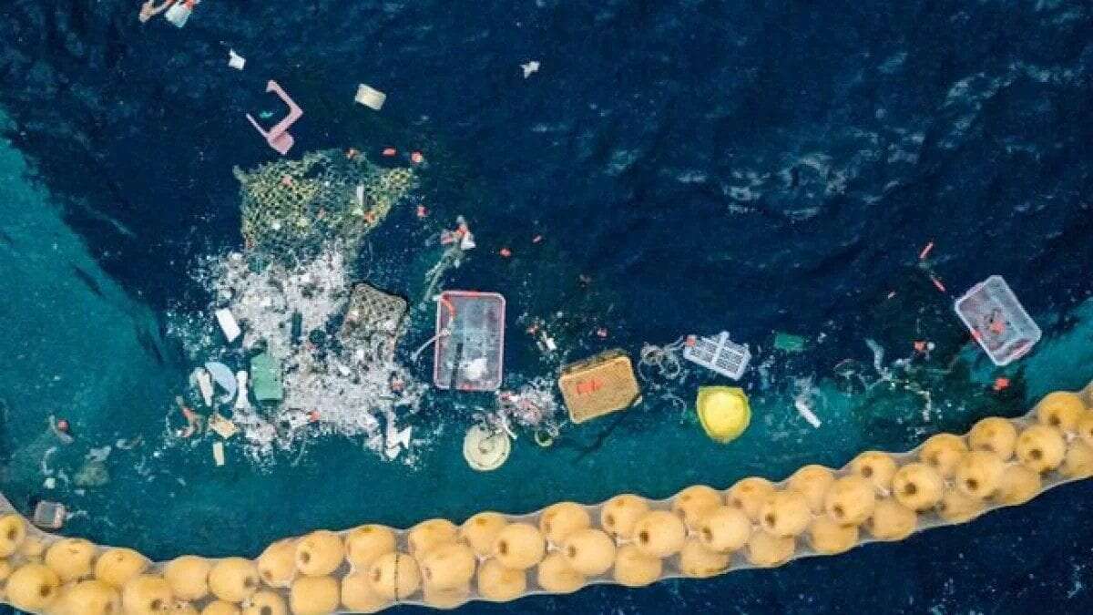 L’isola di plastica nel Pacifico è ormai talmente grande e persistente che ospita animali costieri