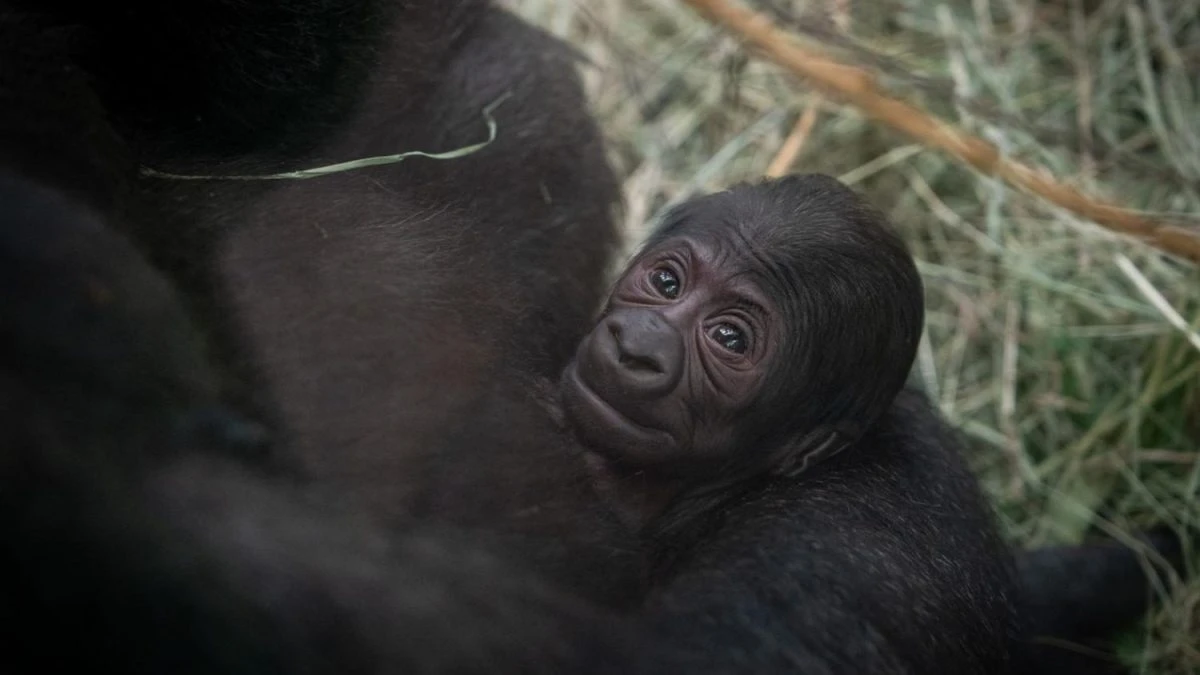 Sully, il gorilla che si pensava fosse un maschio, sorprende con un parto inaspettato