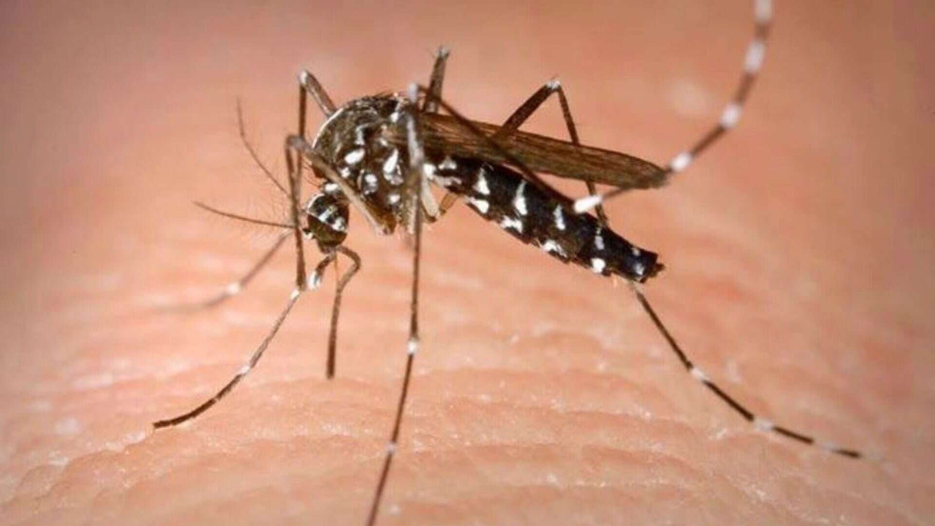 Allarme Dengue a Brescia, segnalato il primo caso: inizia la disinfestazione nella zona del contagio