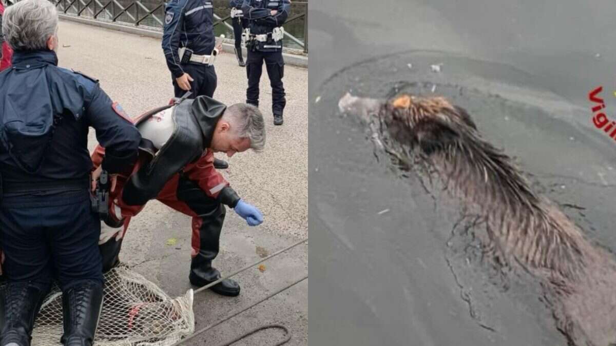 Cinghiale nuota in Darsena e gira per Milano: bloccato dai vigili del fuoco