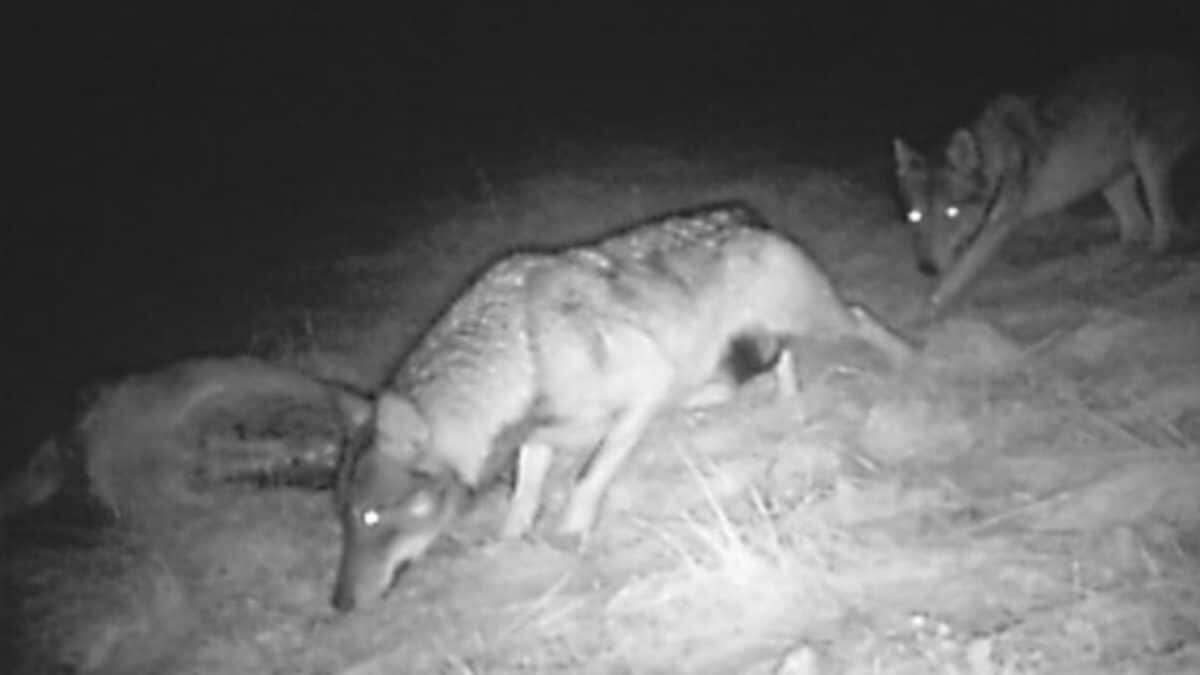 Bergamo ha il suo primo branco di lupi: fotografati 4 cuccioli sulle Alpi Orobie