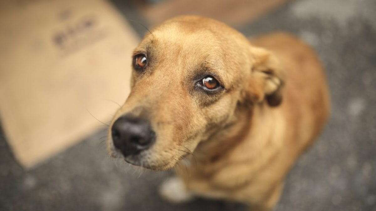 Perde casa e lavoro, costretta a lasciare il suo cane al canile: 