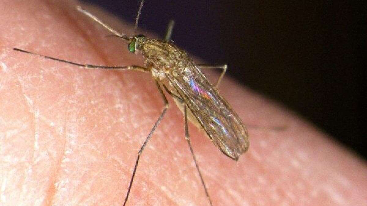 Un uomo muore a causa del virus West Nile a Cremona: è la prima vittima di Febbre del Nilo del 2023