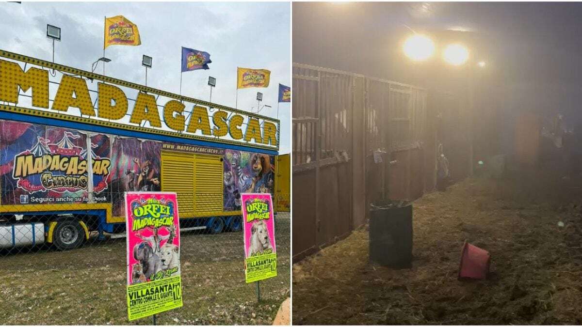 Provano ad aprire le gabbie delle tigri e scaricano estintori sui cavalli: blitz contro il circo di Villasanta