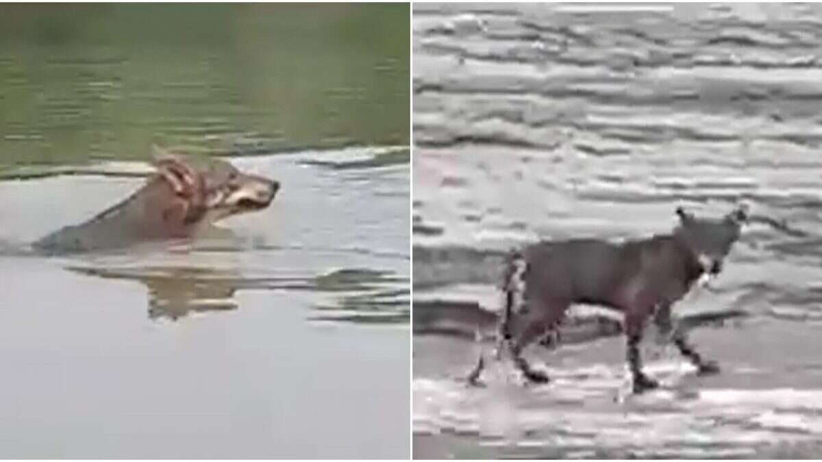 Lupo attraversa a nuoto il fiume Po, il video registrato da un pescatore dalla sua barca