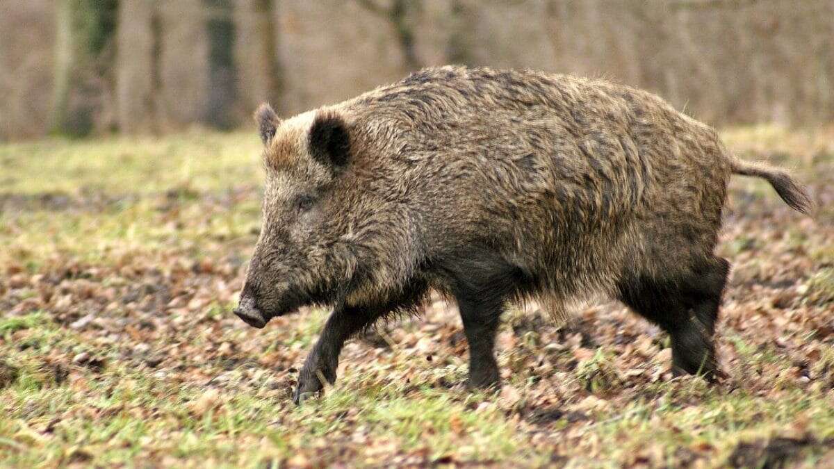 Peste suina, una seconda carcassa è positiva: cresce l'allarme nel Pavese