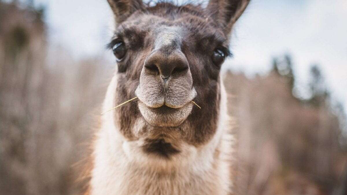 Lama calpesta e uccide l'operaio che gli dava da mangiare ogni giorno, a processo i vertici della fattoria