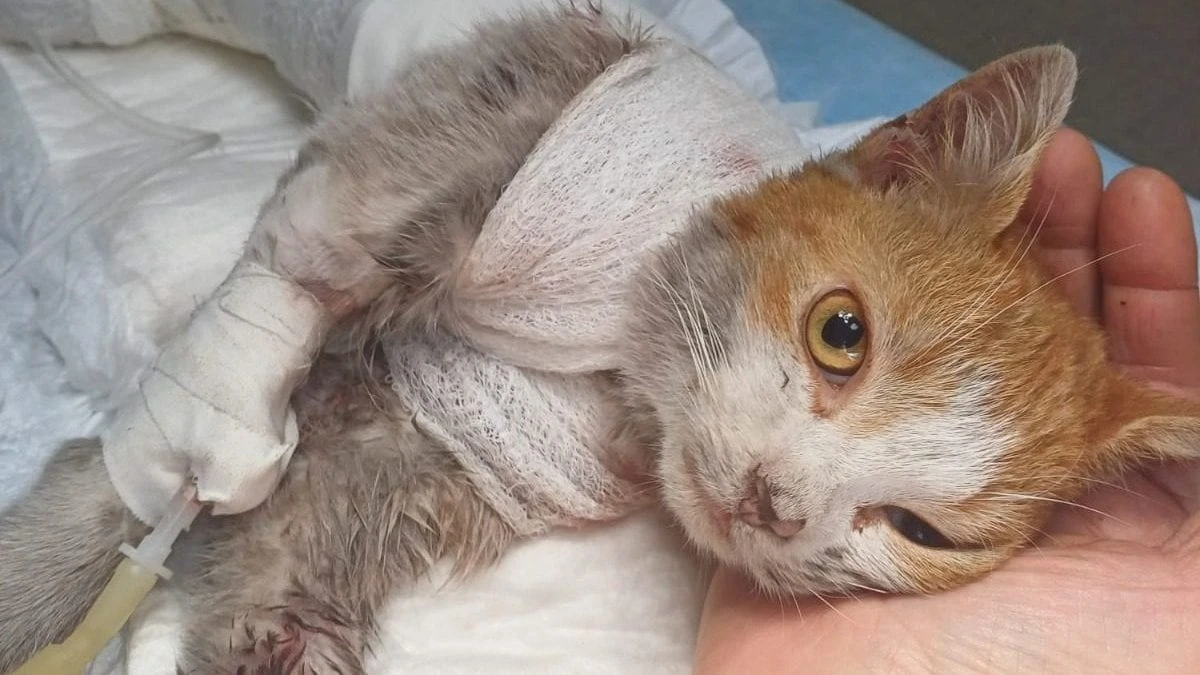 Per l'orribile storia di Leone, il gatto scuoiato ad Angri, c'è una denuncia contro ignoti dell'Enpa