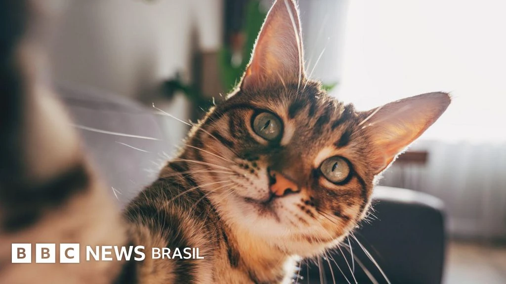 Como gatos com demência podem ajudar a encontrar cura para o Alzheimer