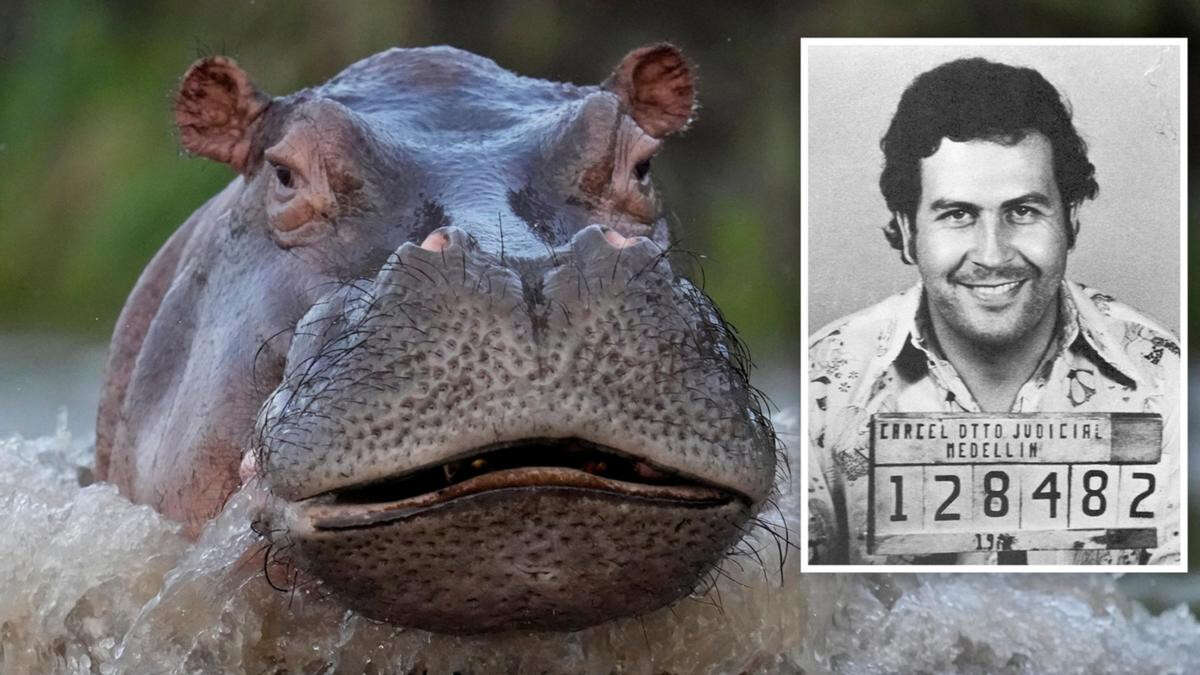 Cocaine hippos owned by drug kingpin sentenced to death