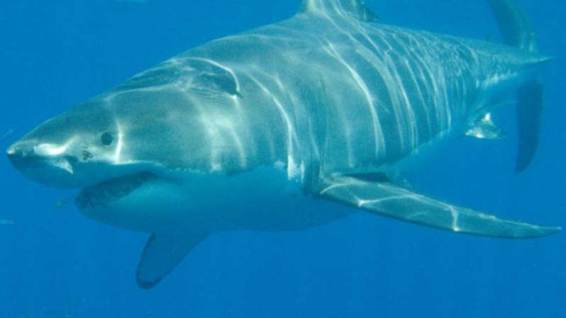 Monstrous great white shark spotted at popular Perth beach