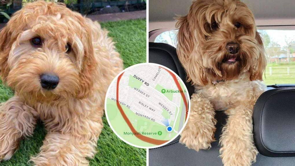 Perth family offers huge reward to find missing pooch