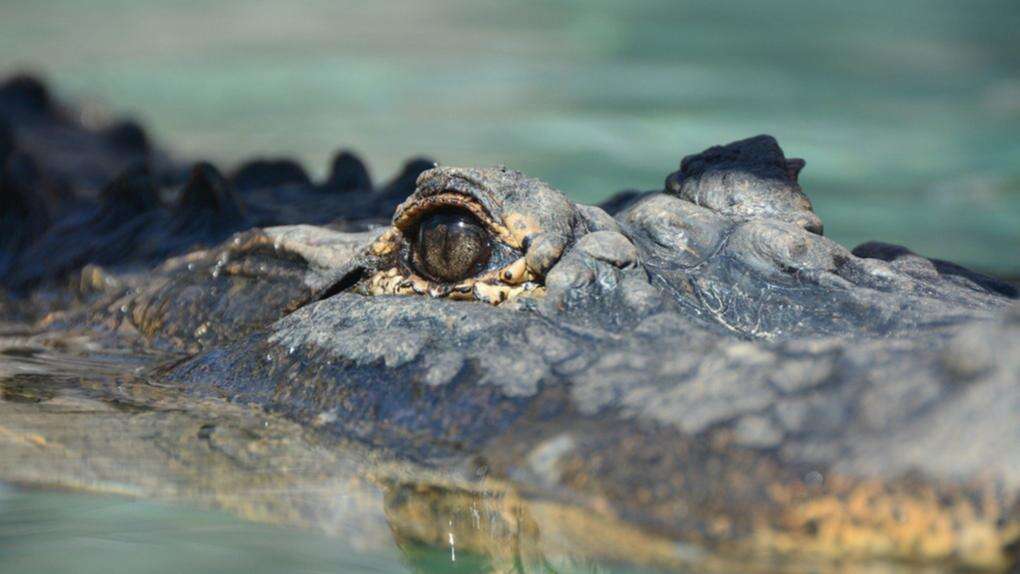 Crocodile sighting closes popular WA beach